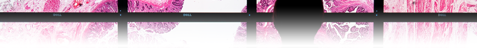 The Virtual Reality Microscope Project