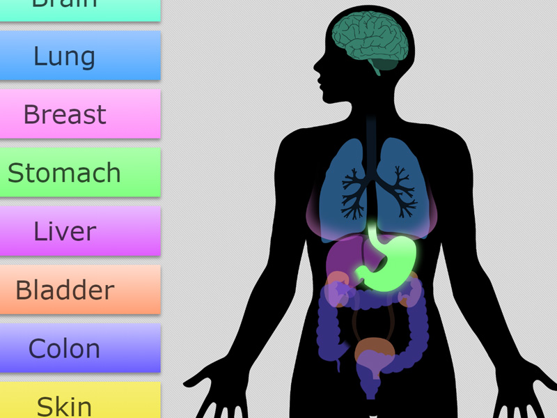 Interactive Human Body