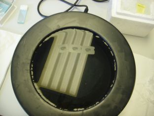 Water bath with sections