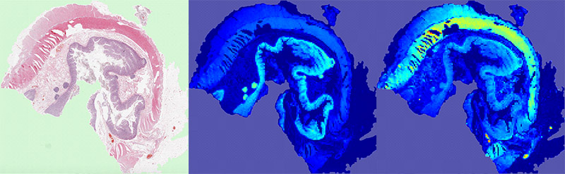 Heatmaps of staining intensities for separated haematoxylin and eosin stains