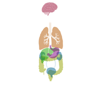Organ Systems