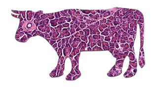 Case of the Week COW