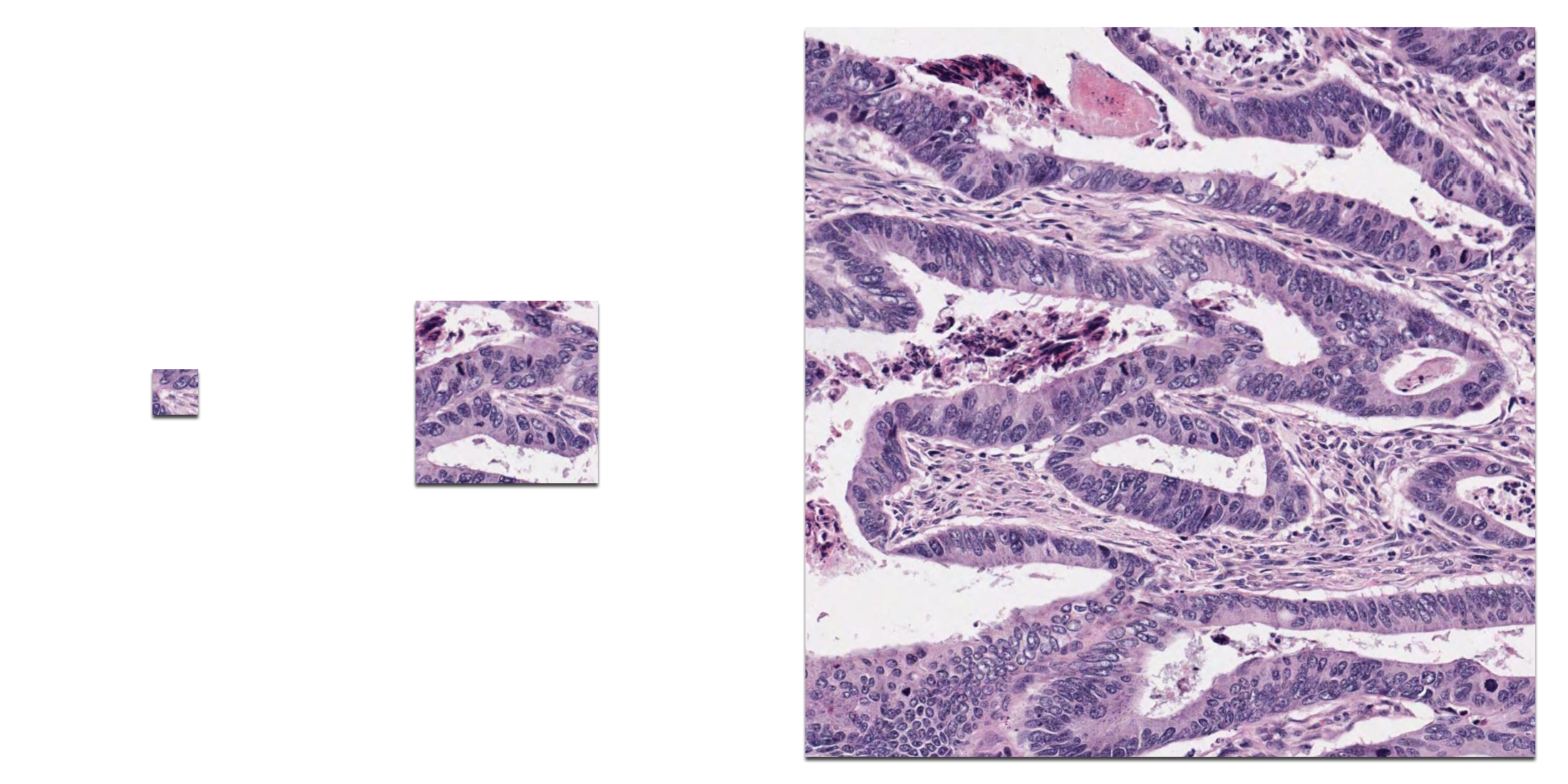 Multiple size images from the same sampling co-ordinates